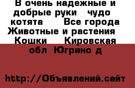 В очень надежные и добрые руки - чудо - котята!!! - Все города Животные и растения » Кошки   . Кировская обл.,Югрино д.